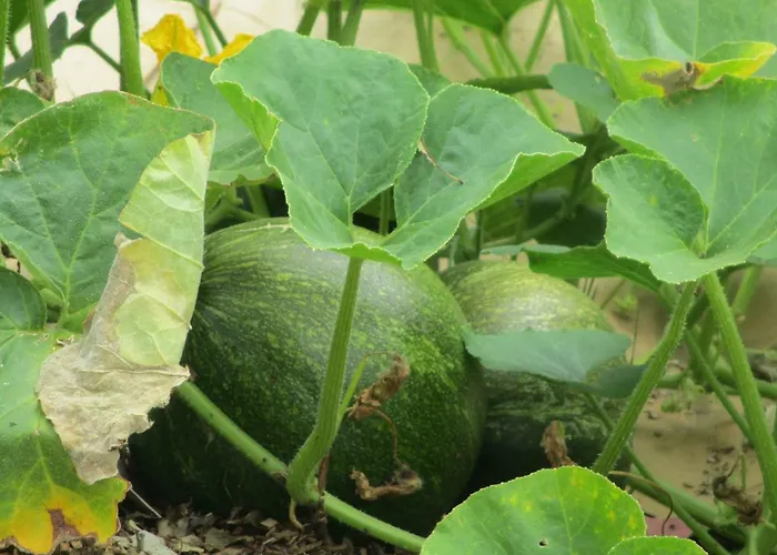 Bienvenue Dans Notre Petit Paradis Pelleport