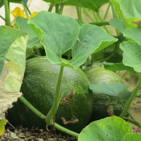 Bienvenue Dans Notre Petit Paradis Pelleport